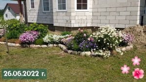 Карпатский колокольчик, особенности выращивания из семян, виды и варианты размещения в саду.