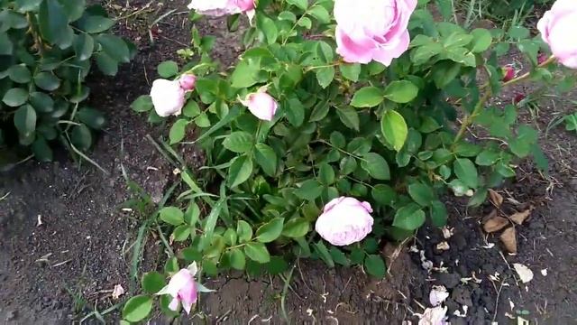 Питомник Роз С. С. Овчарова! Роза спирит оф фридом! Селекция Девида Остина 2002 года, первогодка смотреть онлайн