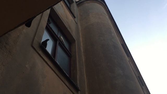 Отпугивание голубей аудио записью смотреть онлайн