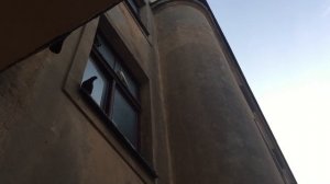 Отпугивание голубей аудио записью