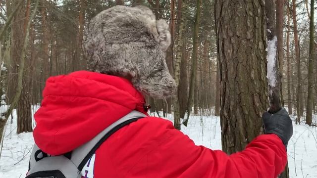 Что делать, если заблудился в лесу? Адаптация ГП для людей смотреть онлайн