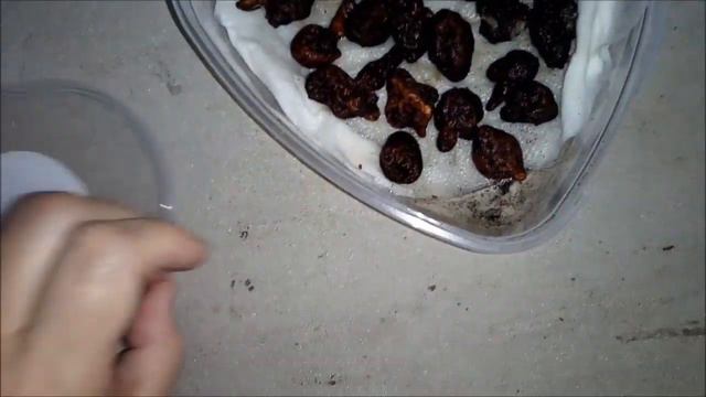 ВЫСАДИЛА АНЕМОНЫ. смотреть онлайн