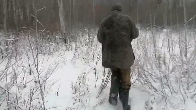 Житель Бурятии в сарае обнаружил рысь смотреть онлайн