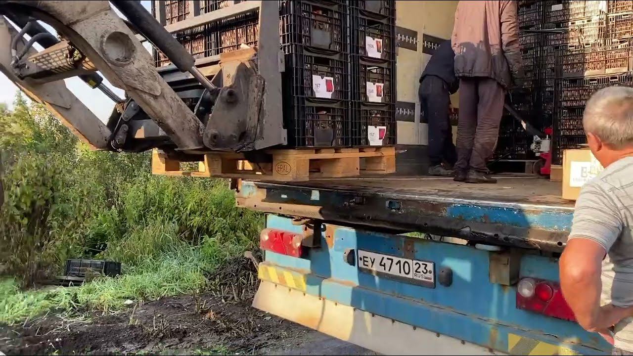 Получили тюльпаны от Павла Кучерова, первый опыт кооперации при транспортировке смотреть онлайн