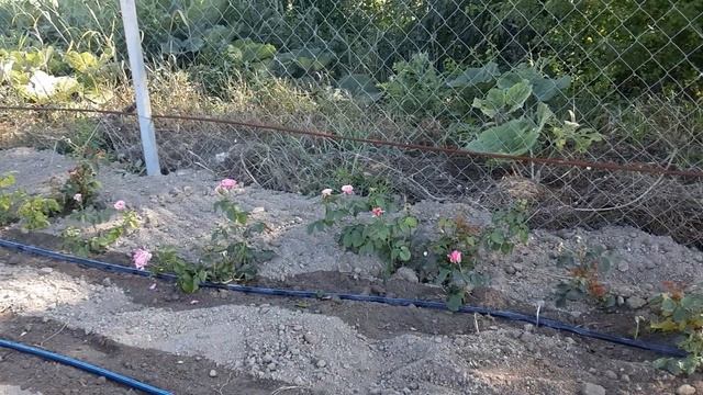 Повышаем уровень земли у саженцев роз. Питомник Роз Полины Козловой - rozarium.biz смотреть онлайн
