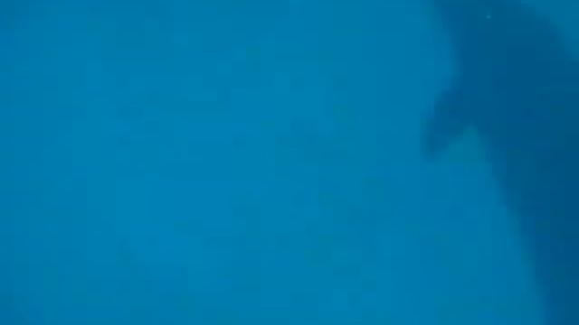 Дикие дельфины в Красном море смотреть онлайн