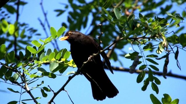 Черный дрозд Turdus merula голос черного дрозда / лучшие песни дроздов смотреть онлайн