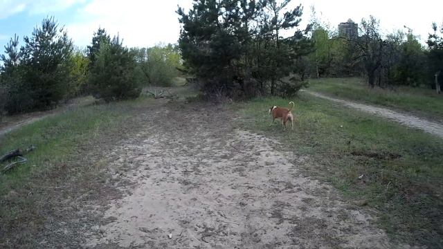 КАК ВЫБРАТЬ КЛИЧКУ ДЛЯ СТАФФОРДА смотреть онлайн