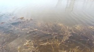 РЫБАЛКА НА ПАУК//РЫБАЛКА В СУРГУТЕ НА ПАУК//РЫБАЛКА В МАЕ 2021//РЫБАЛКА НА ПОДЪЕМНИК 05.05.21//