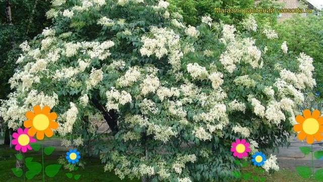 Сирень амурская, плющелистная. Краткий обзор, описание характеристик, где купить syringa vulgaris смотреть онлайн