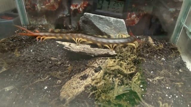 Забавные Моменты с Домашними Животными