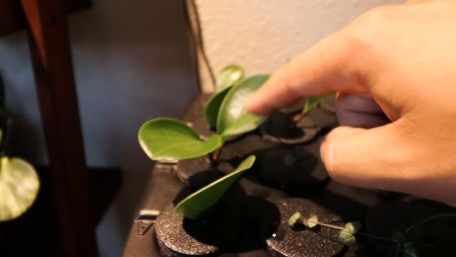 How to Propagate Peperomia: 2 Easy Methods смотреть онлайн