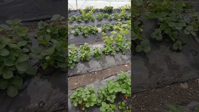 Подготовка к размножению Мурано усами. Обработка от вредителей и болезней. смотреть онлайн