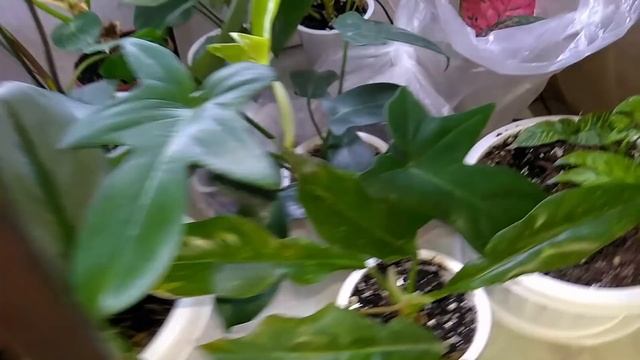 Мои комнатные растения // Обзор моих цветов смотреть онлайн