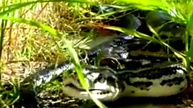 Anaconda snake vs Python snake||who will win ||Python snake vs Anaconda snake смотреть онлайн