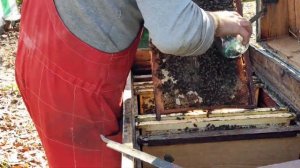 Тест на заклещеванность пчелосемей методом смыва.