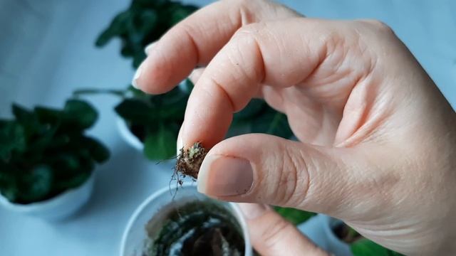 Укорененные макушки глоксиний.И где я храню. смотреть онлайн