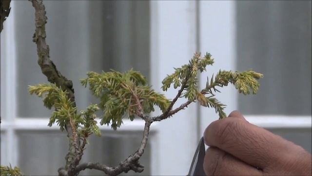 Bonsai Blue Star Juniper Pruning смотреть онлайн