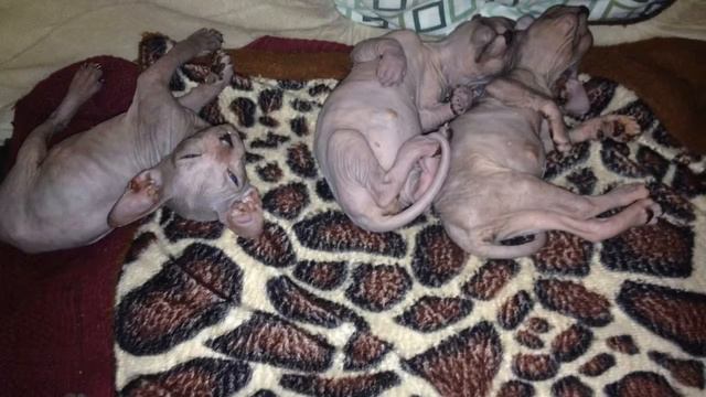 Котята смотреть онлайн