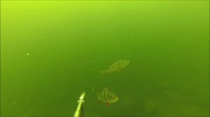 Подводная охота на Красноярском море Лето 2015