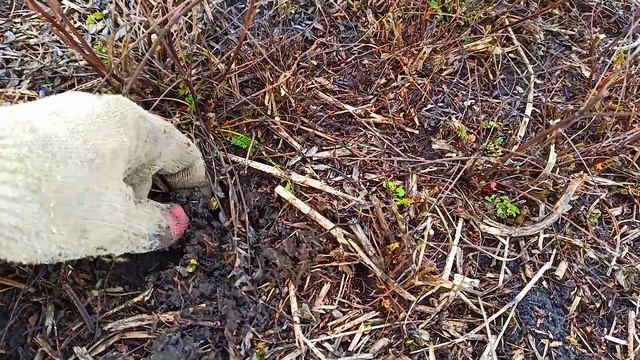 Пшеница, люцерна, эспарцет после зимы смотреть онлайн