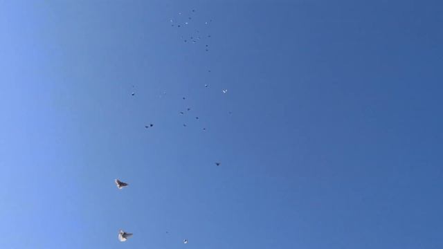 Николаевские голуби г. Донецк 31.10.2021 смотреть онлайн