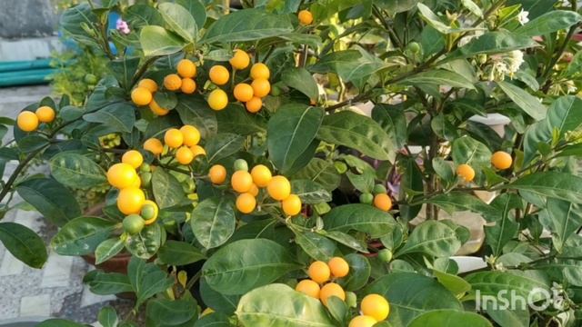 Jerusalem cherry plant care tips|#ChristmasCherry|Solanum pseudocapsicum|giveaway free seeds| смотреть онлайн
