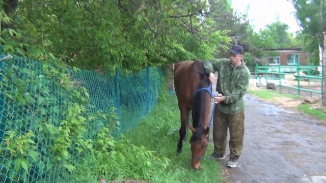 Лошадь нарушает личное пространство. Что делать?The horse violates personal space. What to do? смотреть онлайн