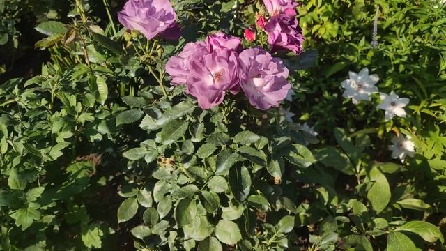 Роза ?Блю фо ю осенью смотреть онлайн