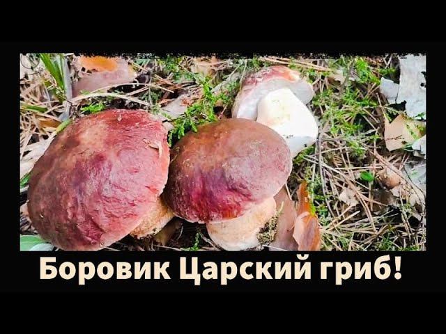 Грибы в Зауралье Боровики крепыши Отлично по охотились Mushrooms strong men Well hunted смотреть онлайн