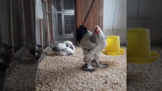 Куры брама.январь 2021. Light brahma смотреть онлайн