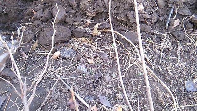 Высадила саженцы:фундук "Московский рубин",грецкий орех,крыжовник Иошта, смотреть онлайн