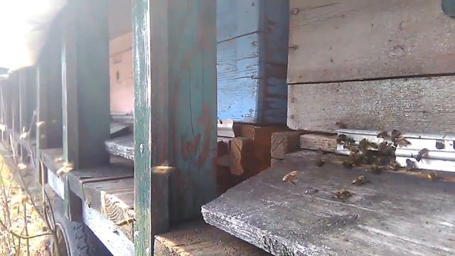 анализ зимовки без осмотра. смотреть онлайн