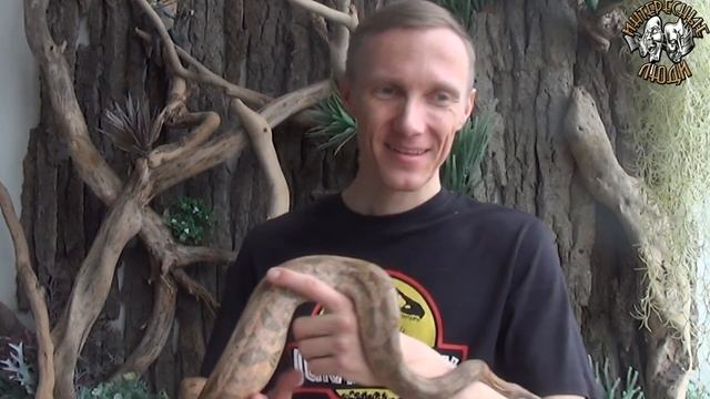 ?Змеиный питомник дома - опасность или удовольствие? // Интересные Люди? смотреть онлайн