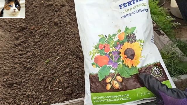 Как правильно сажать баклажаны в открытый грунт смотреть онлайн