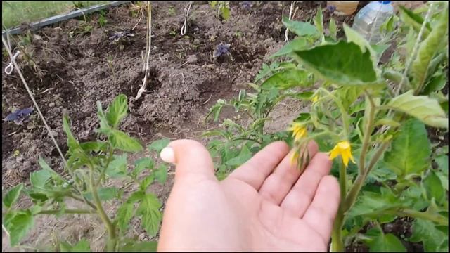 Ура! Наконец-то дача, новые цветы и новые плоды) смотреть онлайн