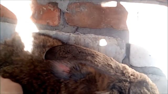 Мастерство и Жизненная Гармония