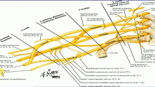 Brachial Plexuses and important relation to it. for USMLE | Medical Student ?️?️ смотреть онлайн