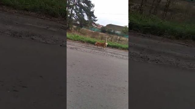 Лис украл курицу смотреть онлайн