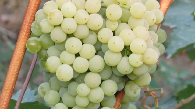 Виноград Цитронний Магарача 2018 HD смотреть онлайн