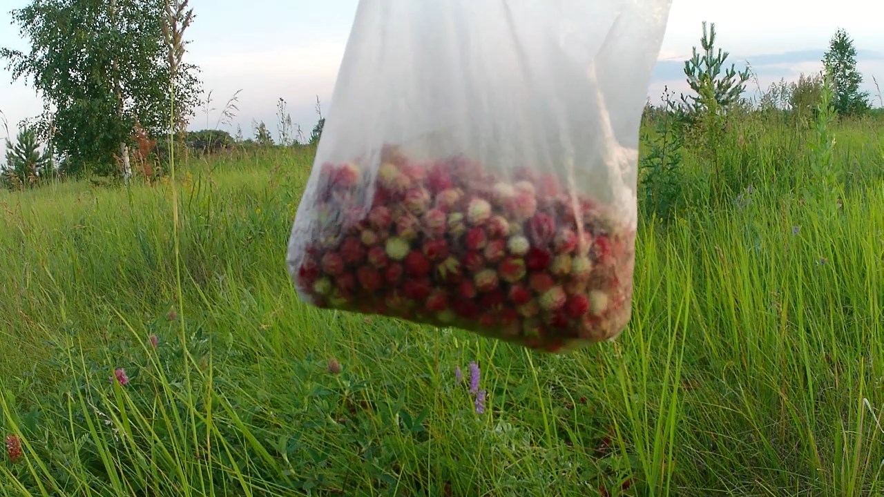 Ягоды в рационе домашней птицы. Клубника лесная на корм фазанам. Витамины для птиц в летнее время смотреть онлайн