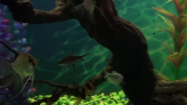 Добро пожаловать на канал Жизнь аквариума смотреть онлайн