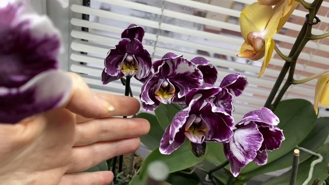 Я ВЕРНУЛАСЬ!!! ДОМАШНЕЕ ЗИМНЕЕ ЦВЕТЕНИЕ ОРХИДЕЙ!!! Любимое окно! Обход территории!!! ❄️?❄️?❄️ смотреть онлайн