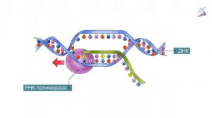 Биосинтез белков. Генетический код и матричный принцип биосинтеза белков