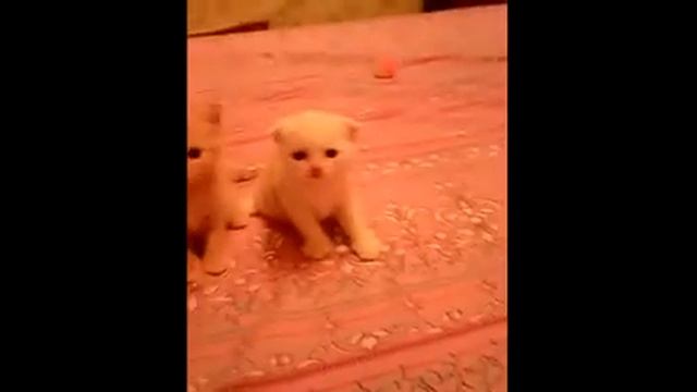 шотландские вислоухие котята Стерлитамак.Kittens. смотреть онлайн