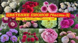 Цветение пионов. Часть-3 (В саду у Светланы, г.Пушкин, СПб.)