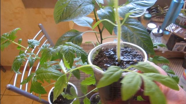 Рассада перерастает, а высаживать рано. Что делать? смотреть онлайн