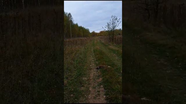 РГ Курай (Гриднев) смотреть онлайн