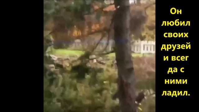 Сказка про кота