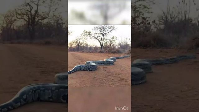 We came across this Large Python??? on our way to the site ,Guess what it's Good Luck???? смотреть онлайн